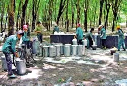 Giá cao su xuất khẩu tăng