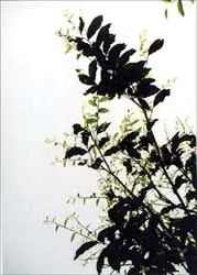 Rau sắng chùa Hương đi xa...