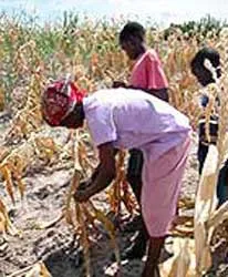 Nhiều quốc gia đối mặt nguy cơ thiếu lương thực