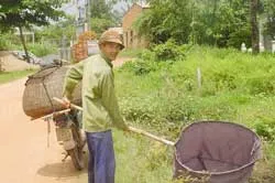 Sống nhờ… cào cào