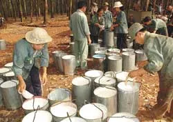 Khai thác trên 1 triệu tấn mủ, đạt lợi nhuận 4.867 tỷ đồng