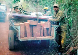 Thêm một ông trùm buôn lậu gỗ ở Bình Thuận bị bắt