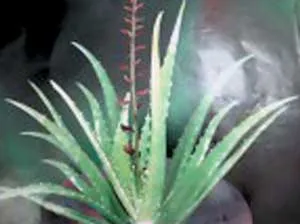 Bạn biết gì về cây nha đam?