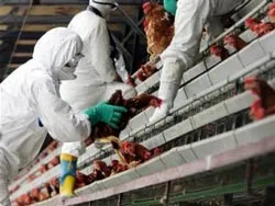 Kiểm soát được dịch cúm gia cầm