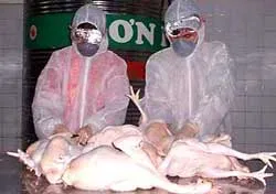 Chủ động phòng chống dịch cúm gia cầm có nguy cơ tái phát