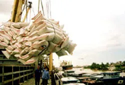 Giá gạo xuất khẩu đang tăng trở lại