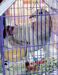 Bắt được con chim lạ