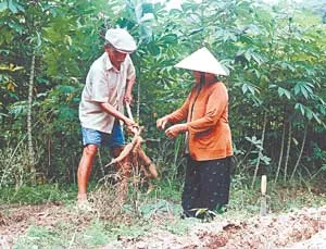 Dấu ấn người thương binh già