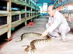 Một gia đình nuôi 1.300 con trăn