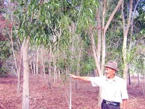 Lão nông phủ xanh cát trắng