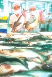 Cá basa Việt Nam ngon hơn cá da trơn Mỹ