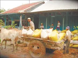 Đê bao khép kín làm nông dân thèm… lũ