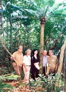 Phát hiện rừng thiên tuế và đa cổ thụ trên núi Sơn Trà