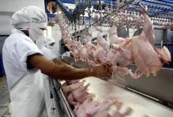 Phát hiện virus H5N1 trong thịt vịt nhập khẩu