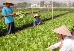 Những làng rau, làng hoa kiểng... nhập cư