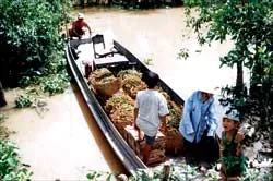 Đồng bằng sông Cửu Long liên kết "4 nhà"