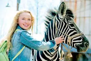 “Ngựa vằn chân ngắn”