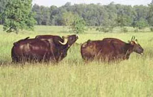 Thêm một con bò tót ở khu bảo tồn thiên nhiên Ea Sô bị giết hại