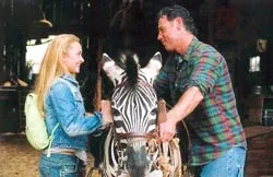 “Ngựa vằn chân ngắn”