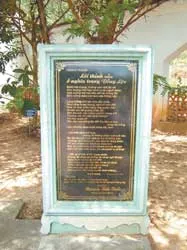 Trong phấn thông vàng