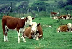 Sữa bò có hoạt chất ngăn ngừa virus HIV