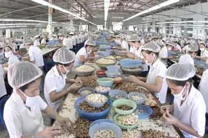 Đưa các đơn vị trốn đóng BHXH ra tòa