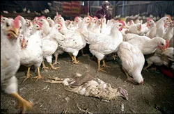 Tổng kiểm tra gia cầm trong tháng 8