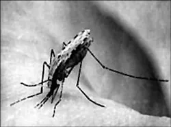 Muỗi truyền bệnh sốt rét và các biện pháp phòng chống ảnh 2