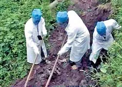 Bệnh khuẩn cầu xoắn ở Trung Quốc có nguy cơ lây lan