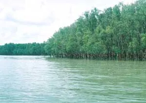 “Robinson” cồn Ông Lễ ảnh 2