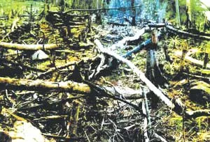 Bị tàn phá nghiêm trọng