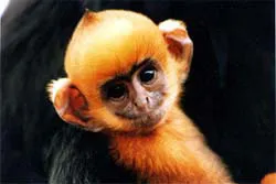 Australia giúp bảo tồn loài Voọc Cát Bà