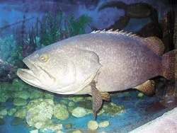 Thủy cung Trí Nguyên bổ sung cá quý