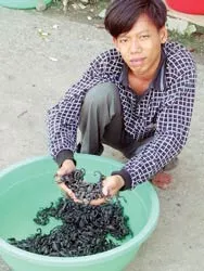 Săn bò cạp ở núi Thất Sơn