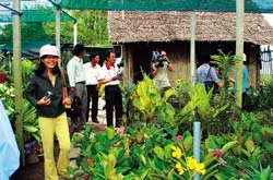 Thương hiệu xứ dừa