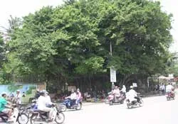 Một cây da xà đường kính 2,5 mét có nguy cơ bị đốn hạ