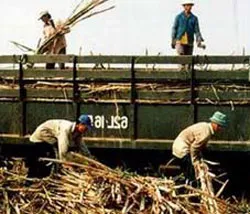 Chuyển đổi sở hữu, cổ phần hóa 24 nhà máy đường thua lỗ