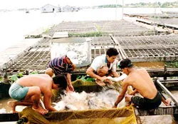 Chính quyền 3 bang ở Mỹ làm không đúng quy định FDA