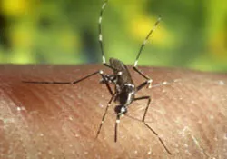 Hỏi đáp về tẩm hóa chất diệt côn trùng vào màn