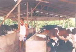 Chủ bò sữa đang “cưỡi... trên lửa”