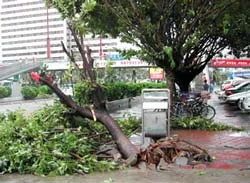 Triều cường làm đổ 13 nhà dân ở Quy Nhơn