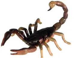 Bọ cạp chữa những bệnh gì?