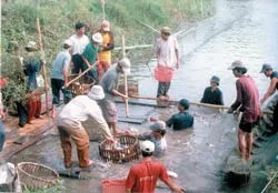 Khẩn cấp cứu giúp người nuôi cá!