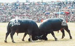 Lượng khách tham dự đạt kỷ lục