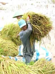 Áp thấp nhiệt đới sẽ ảnh hưởng đến các tỉnh Nam Trung bộ