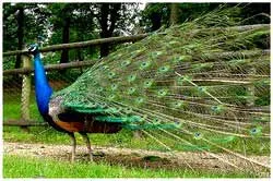 Thả công về rừng