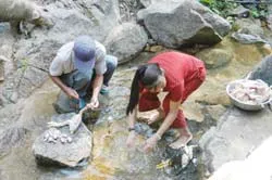 Dòng suối bị ô nhiễm do làm thịt gà