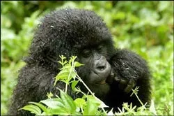 Phát hiện mới về hành vi của loài Gorilla