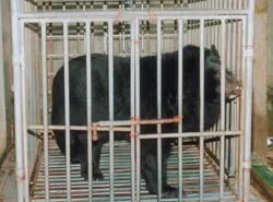 Gấu đen những nẻo đường săn đuổi