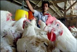 Phát hiện mới về virus cúm gia cầm